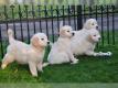 Golden Retriever Welpen